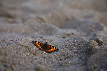 butterfly with open wings on the sand close-up, summer