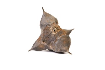 Fototapeta premium Water caltrop seed