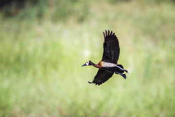 White faced Whistling-Duck in Mapungubwe National park, South Africa
