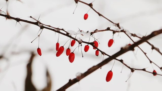 Barberry branch with red berries covered with snow on winter day. Cold weather and winter concept.