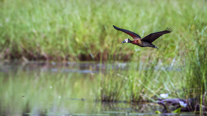 White faced Whistling-Duck in Mapungubwe National park, South Africa
