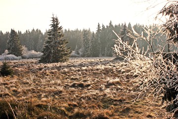 Das Moor auf dem Hohen Meißner mit Raureif
