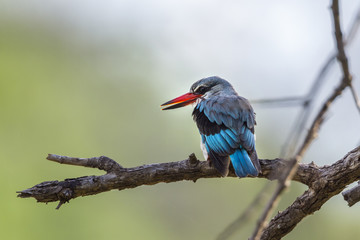 Woodland kingfisher in Mapungubwe National park, South Africa