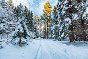 Road through winter mountain forest