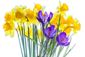  Bouquet of daffodils and crocuses on a white background