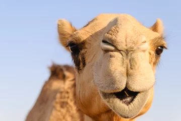 Deurstickers Close-up van de neus en mond van een kameel, neusgaten gesloten om zand buiten te houden © Stephen