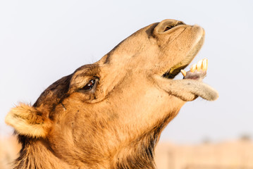 Closeup of a camel's lower teeth