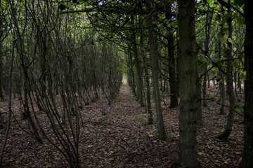 Obraz premium Forest Trees