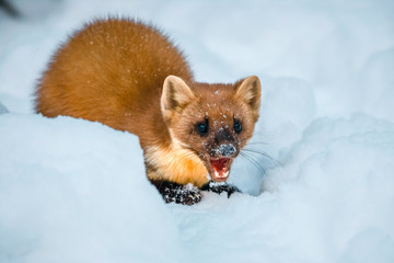 Single weasel sitting at snow field, mustela nivalis
