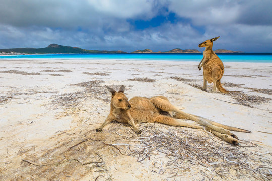 Two kangaroos at Lucky Bay in Cape Le Grand National Park, near Esperance in Western Australia. Lucky Bay is one of the best beaches for its white sand, turquoise water and perfect swimming conditions