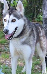 BLACK AND WHITE SIBERIAN HUSKY