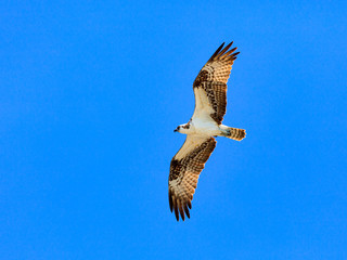 Osprey, Pandion haliaetus, flies against blue sky, Florida, USA