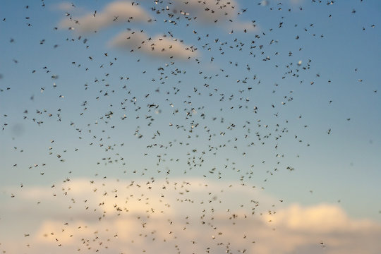 The Flying Ants. Search Of A Female.