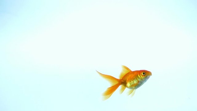 to own a goldfish. a symbol of wealth and human prosperity