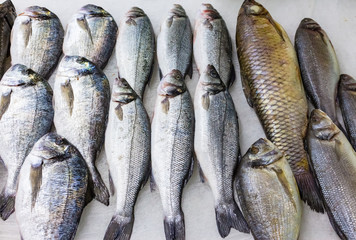 fresh russian fish 8