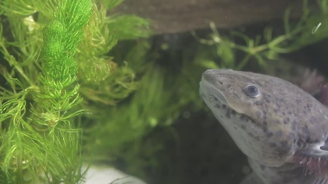 Mexican axolotl, the most mysterious and promising neotenic salamander. Hopes for stem cell research. Endangered flagship species, urgent need for conservation and restoration of habitat
