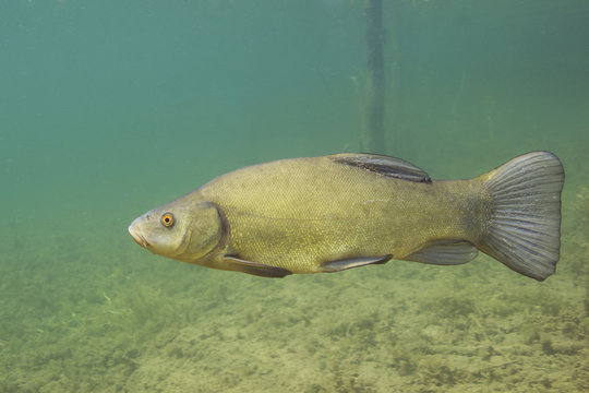 Freshwater fish tench (Tinca tinca) in the beautiful clean pound. Underwater shot in the lake. Wildlife animal. Tench in the nature habitat with nice background. River habitat.