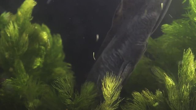 Mexican axolotl, the most mysterious and promising neotenic salamander. Hopes for stem cell research. Endangered flagship species, urgent need for conservation and restoration of habitat