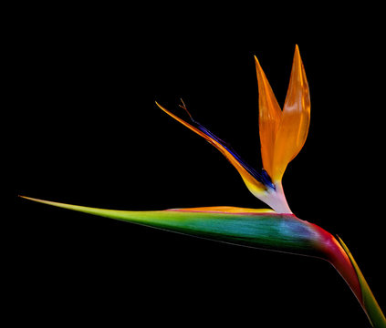 Fototapeta Strelitzia flower against black background