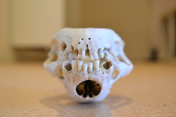 Skull upside down white teeth