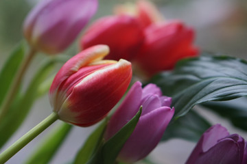 bunch of tulips background