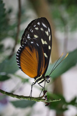 Close up of a beautiful butterfly 03