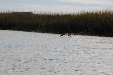 bird skimming the water with marsh background