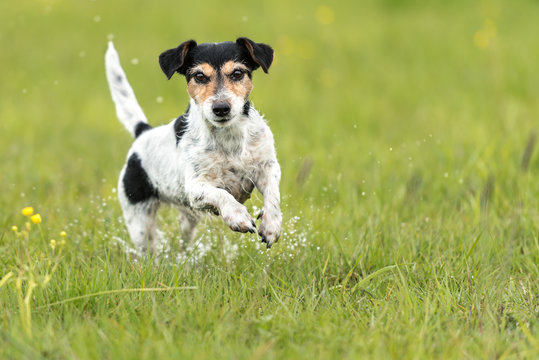 Dog runs over a green wet meadow - Jack Russell terrier doggy 7 years old - hair style broken