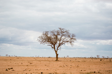 Lonely geometric tree in the middle of the savannah in Kenya. Wide view of orange and warm landscape.