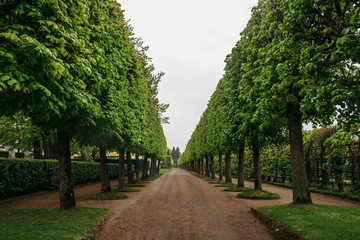 Landscaping decorative design. Raws of trees in park alley with pathways at Petergof or Peterhof Palace