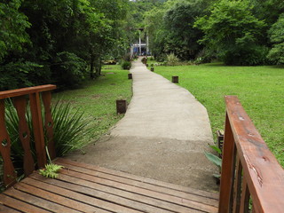 camino en el bosque