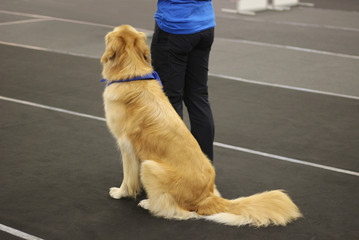beautiful Golden retriever dog sitting beside its owner, rear view