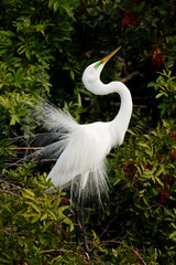 Great Egret