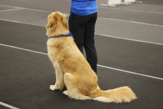 Beautiful Golden Retriever Dog Sitting Beside Its Owner, Rear View