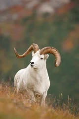 Fotobehang Dall Sheep © Paul