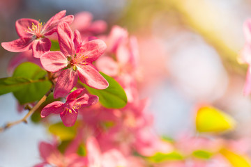 Pink color flower spring season blossom