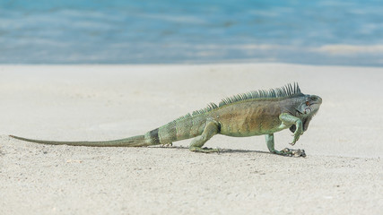 Green iguana walking the sand, in Guadeloupe, The Saintes island
