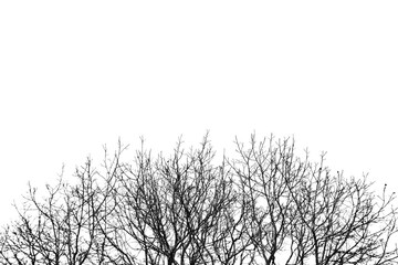 Winter Trees background 