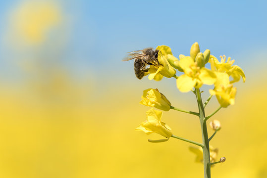 Honey Bee collecting pollen on yellow rape flower against blue sky 