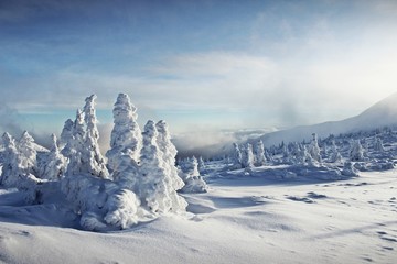 Fototapeta na wymiar Snow covered spruce trees in the early winter morning in Karkonosze Mountains