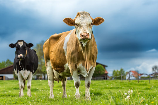 Herd of cows on a pasture in Unteralläu - Bavaria. Simmentaler Cow