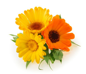 Marigold flowers calendula officinalis isolated on white