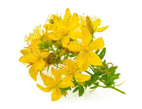 St. John's wort (Hypericum perforatum) isolated on white background