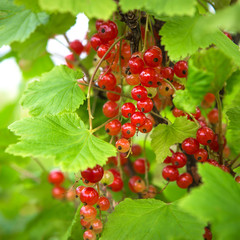 Juicy red currant berries on a branch with green leaves