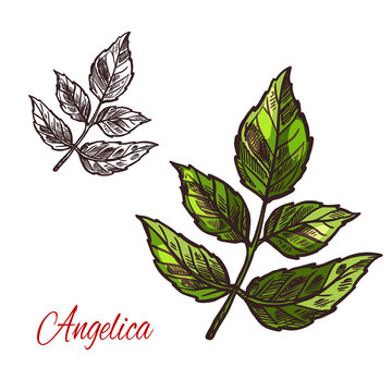 Angelica spice herb vector sketch plant icon