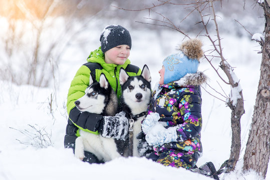 children brother and sister playing with the husky pups in the park in the winter in the snow.