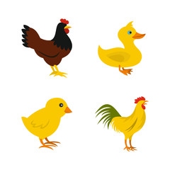 Domestic bird icon set, flat style