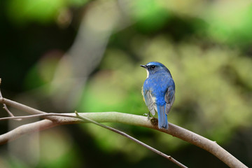かわいい見返りポーズのルリビタキ