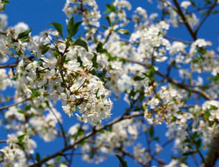 Beautiful flowers of the blossoming cherry tree in the spring time/The Cherry Blossom