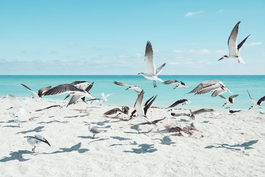 Miami Beach Birds